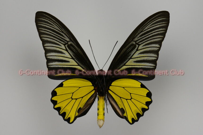 キシタアゲハ♂ (タイ) Troides aeacus aeacus : 京大蝶研六大陸クラブ