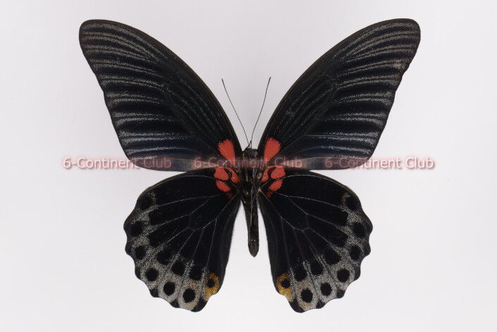 ナガサキアゲハ♂ (ボルネオ) Papilio memnon memnon : 京大蝶研六大陸