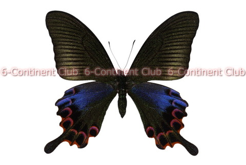 ホッポアゲハ (台湾) Papilio hoppo hoppo : 京大蝶研六大陸クラブのTropical Delights ホッポアゲハ (台湾) Papilio hoppo hoppo : 京大蝶研六大陸クラブのTropical Delights