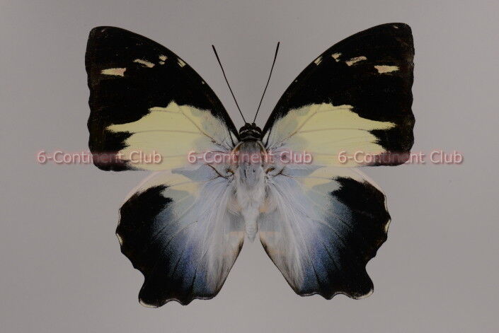 ヤイロタテハ♂ (ボルネオ) Agatasa calydonia mahasthama : 京