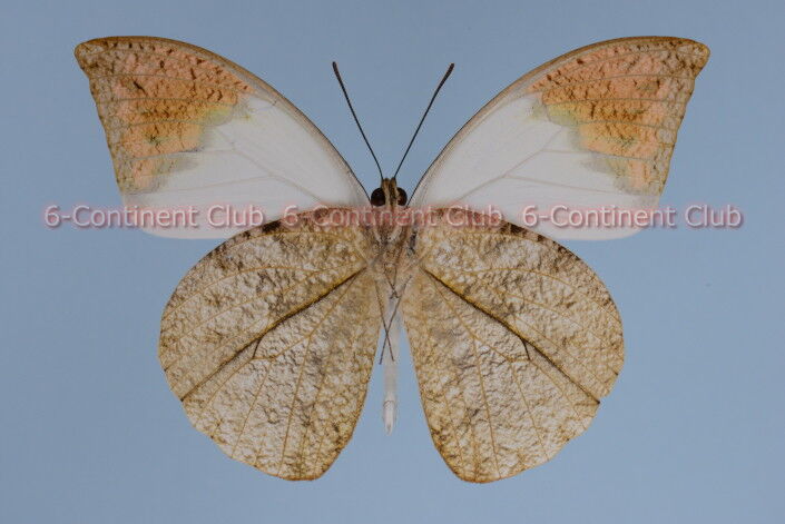 ツマベニチョウ♂ (タイ) Hebomoia glaucippe glaucippe : 京大