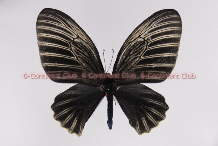 ニジアケボノアゲハ♀ (ボルネオ) Atrophaneura nox noctis : 京大蝶研