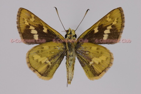 トラカラキマダラセセリ♀ (ボルネオ) Potanthus trachala dilutior : 京大蝶研六大陸クラブのTropical ...