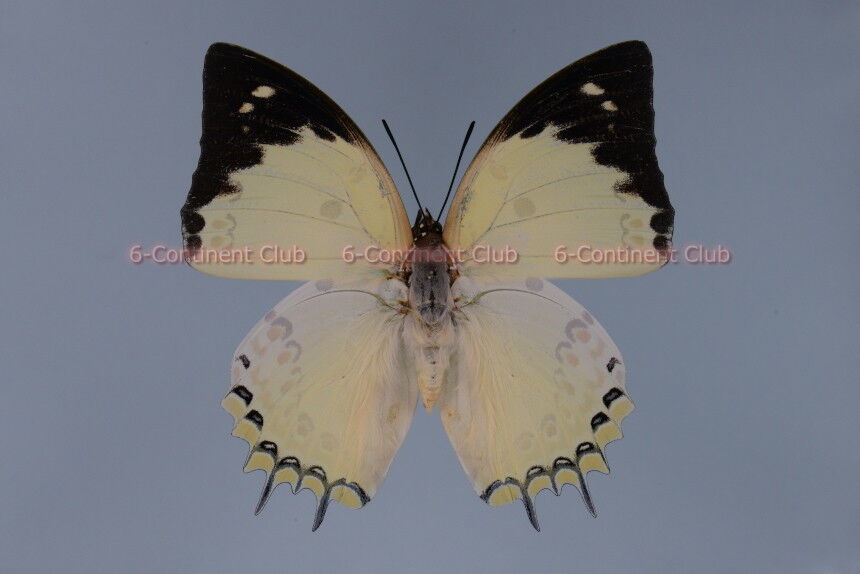 【気質アップ】 ホウセキフタオチョウ♂ (ラオス) 京 : delphis delphis Polyura 標本