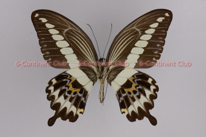 オオオビモンアゲハ♂ (スラウェシ) Papilio gigon gigon : 京大