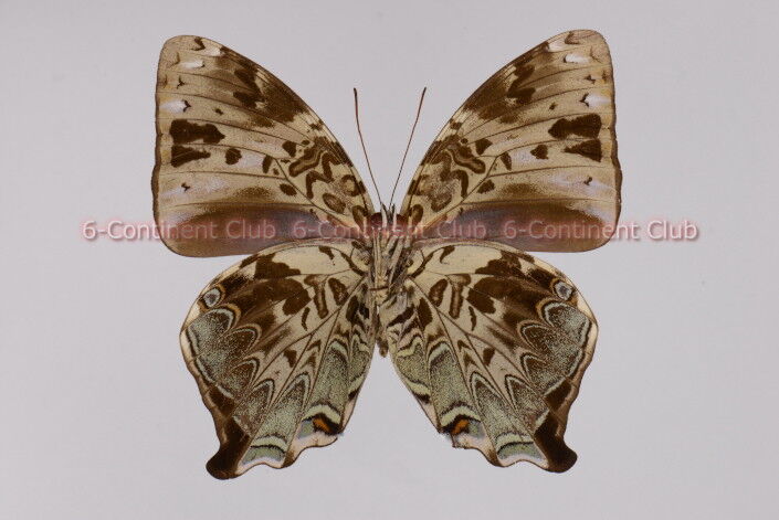 蝶の標本 「値引き」ヤイロタテハ フランキヤイロタテハ 【公式通販】