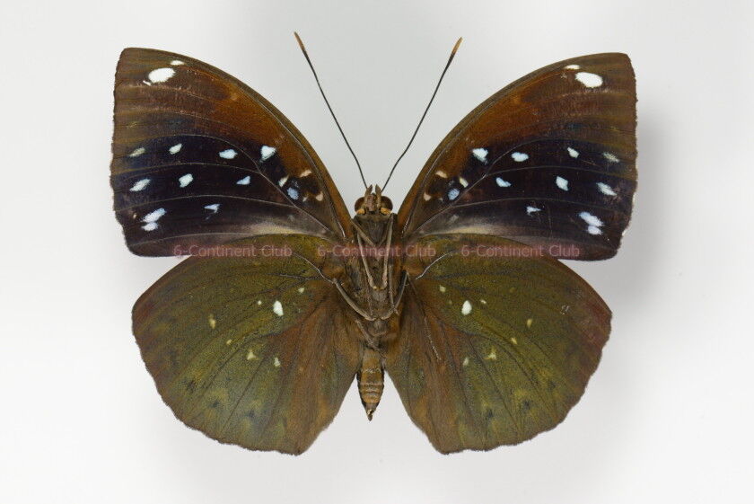 ハガタムラサキ　サトラペスオオイナズマ
蝶　標本 ハガタムラサキ サトラペスオオイナズマ 蝶 標本 - メルカリ