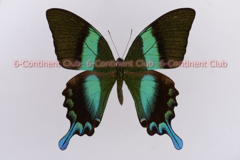 Pavilion Ulysses,Papilio Blumeiオオルリアゲハ Papilio ulyssesオオルリアゲハ