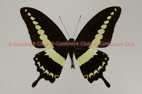 ec3018c3-s.jpg