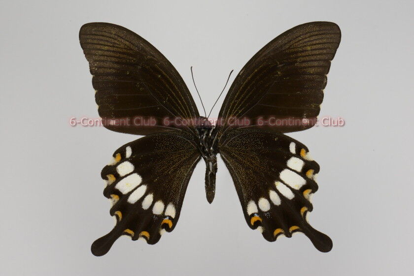 タミラナルリモンアゲハ（オス、インドニルギリ産） <0729z蝶標本