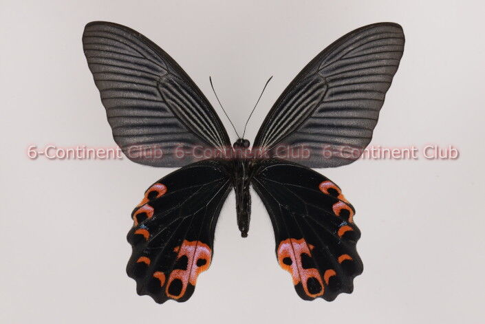 クロアゲハ♀ (台湾) Papilio protenor amaura : 京大蝶研六大陸