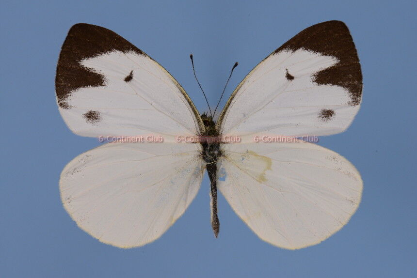 カルミモンシロチョウ♂ (北ラオス) Talbotia naganum pamsi : 京大蝶