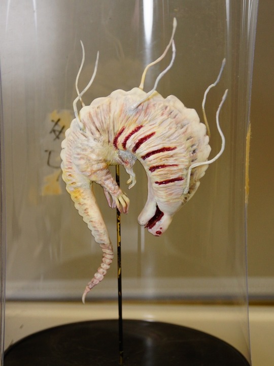 wf2020w_Float Jelly01