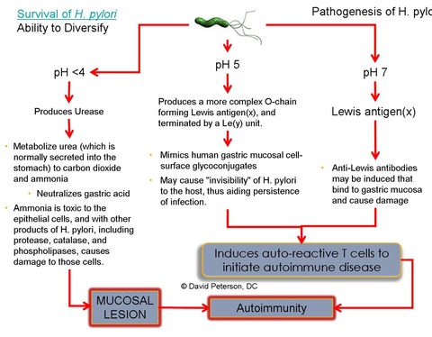 pylori