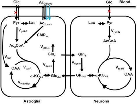 brain-ac-tca