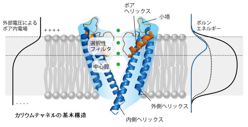 双極性障害とイオンチャネル イオンチャンネル との関連性 その1 場末p科病院の精神科医のblog 双極性障害とイオンチャネル イオンチャンネル との関連性 その1 場末p科病院の精神科医のblog