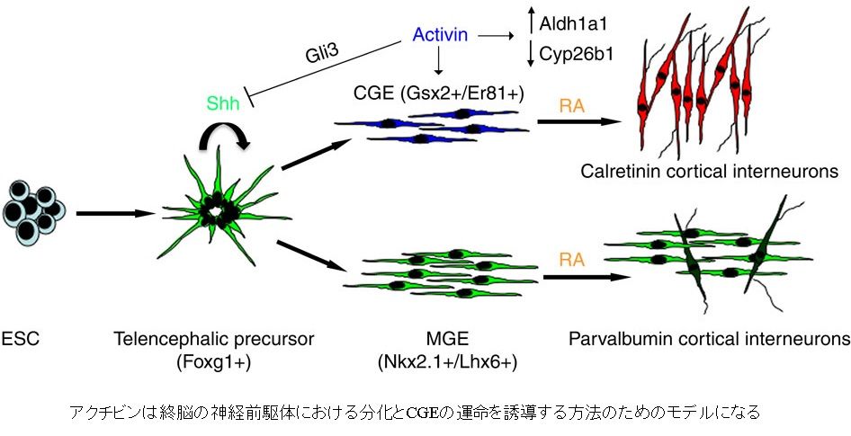 ips細胞の応用 精神疾患を完治に導く神経幹細胞移植の時代が来るのかもしれない その３ 場末ｐ科病院の精神科医のblog