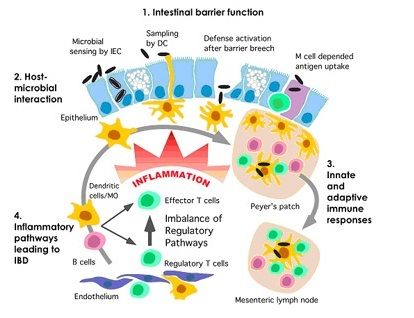 intestinal barrier