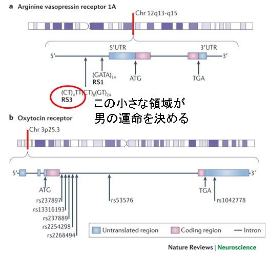 母性のホルモンと父性のホルモン オキシトシンとバゾプレッシン 場末p科病院の精神科医のblog 母性のホルモンと父性のホルモン オキシトシンとバゾプレッシン 場末p科病院の精神科医のblog