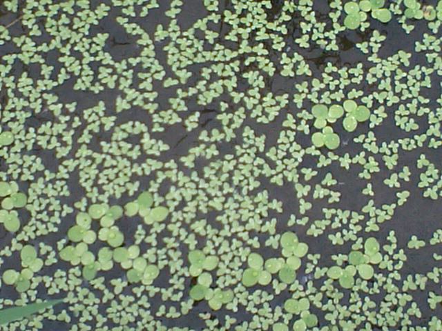 浮き草は害草か 山国ｏｅｃ農園通信