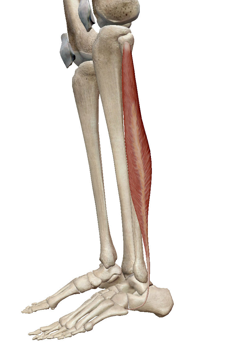 足の痛み 見る場所は 排球整体院 幸 バレー専門整体 In下関