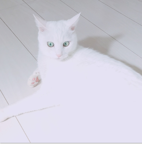 キャプチャ