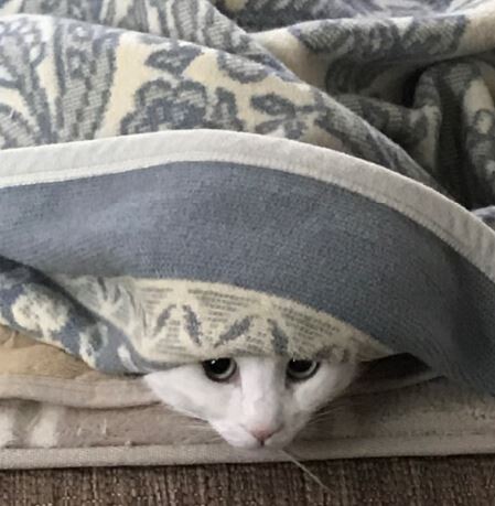 キャプチャ