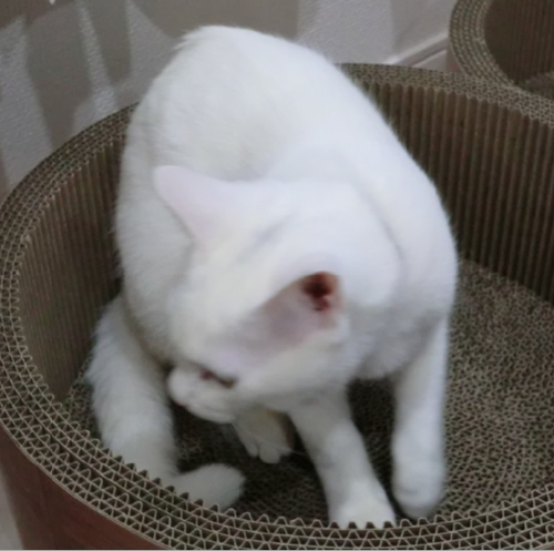 キャプチャ