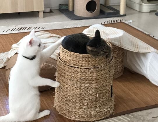キャプチャ3