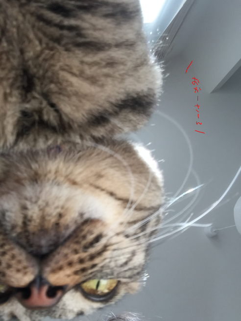 キャプチャ2