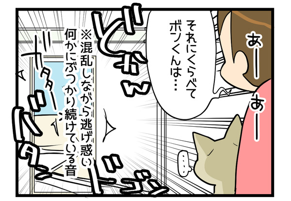猫交通事故2