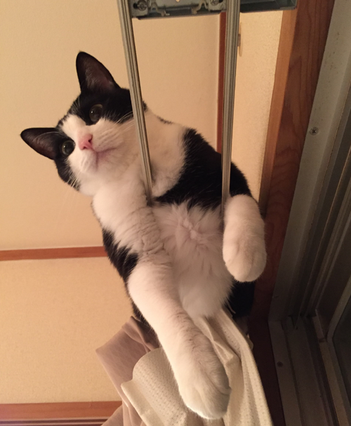 キャプチャ