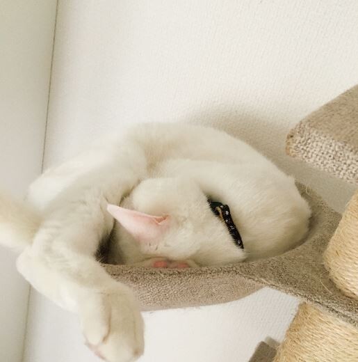 キャプチャ