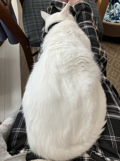 ボン