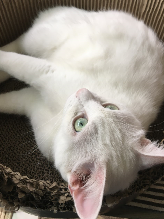 キャプチャ