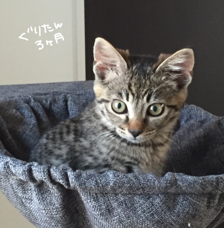 キャプチャ2