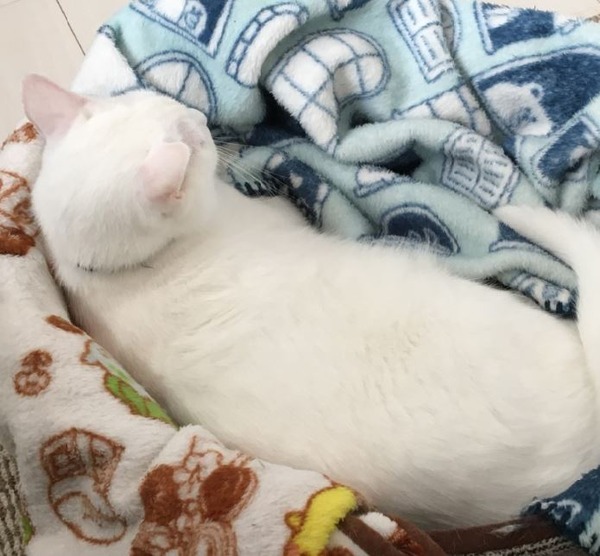 キャプチャ