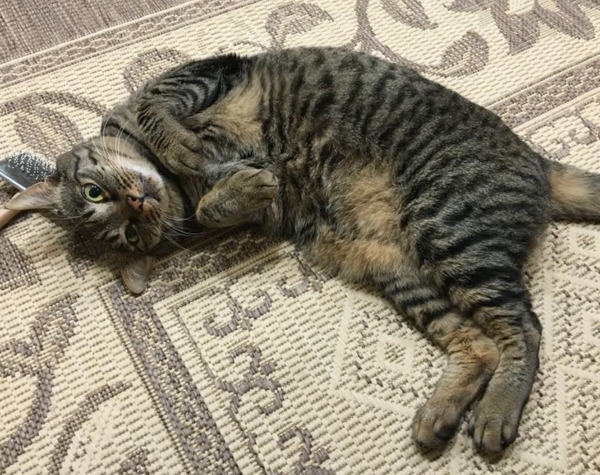 キャプチャ