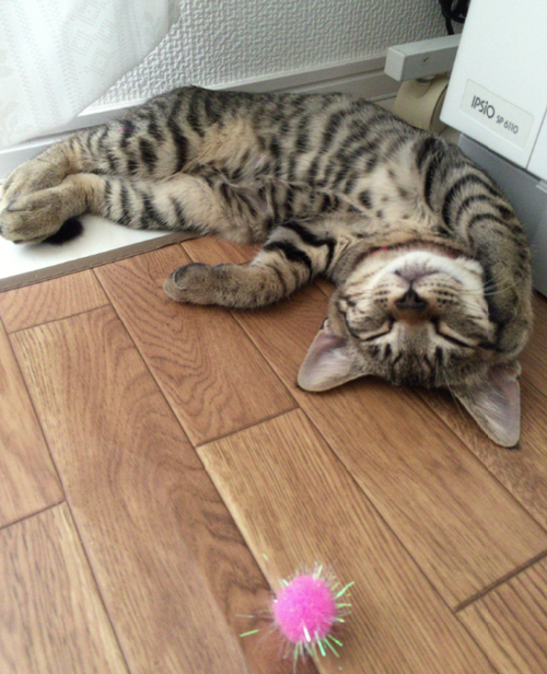 キャプチャ