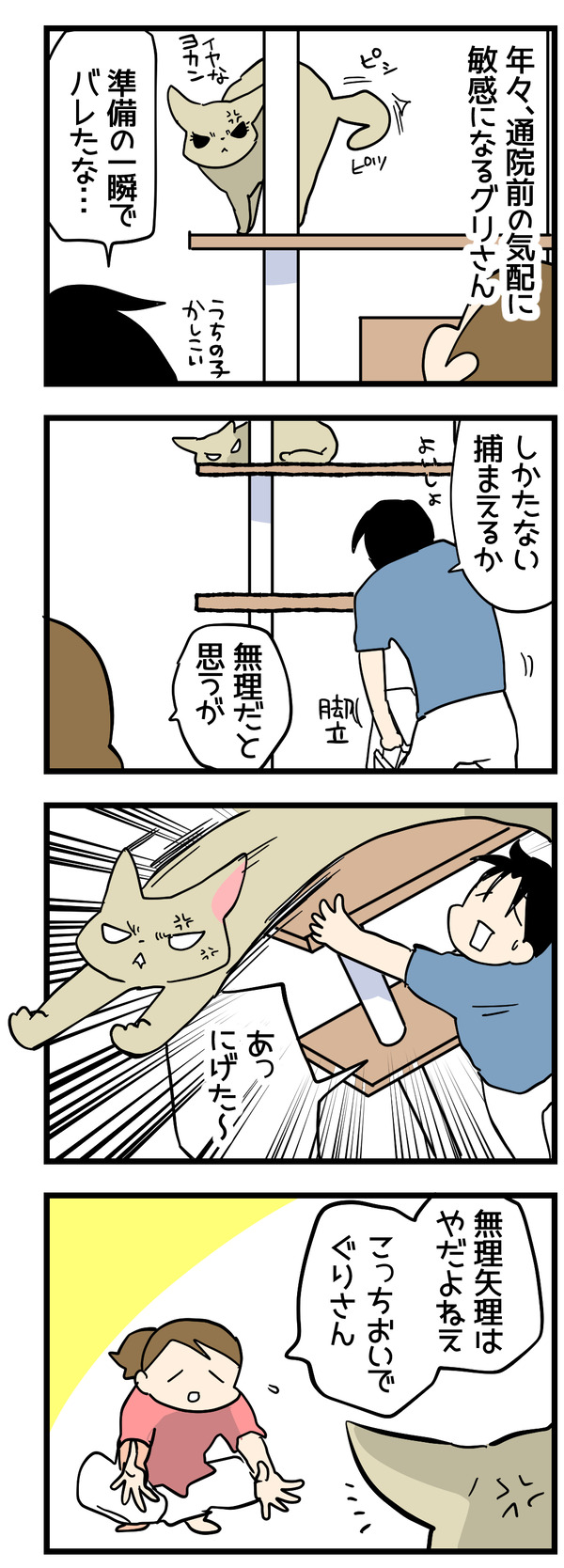グリさんの通院捕獲