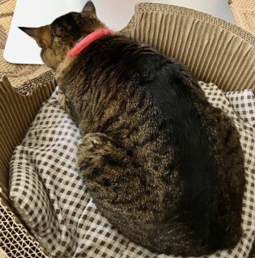 苦しくないの