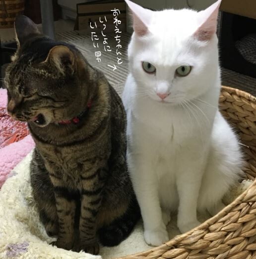 キャプチャ2