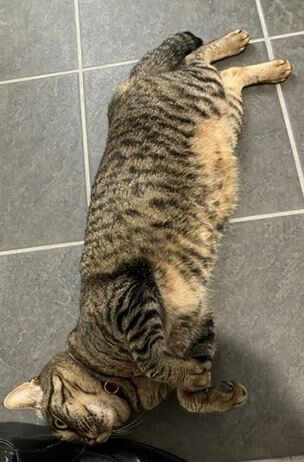 キャプチャ