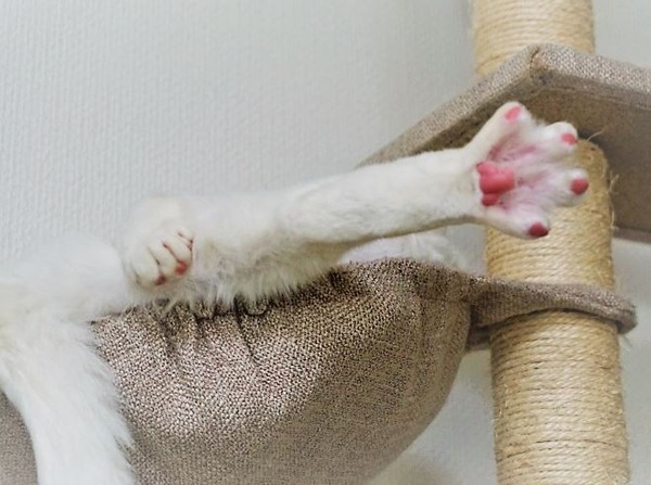 キャプチャ