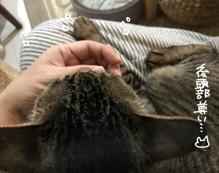 neko