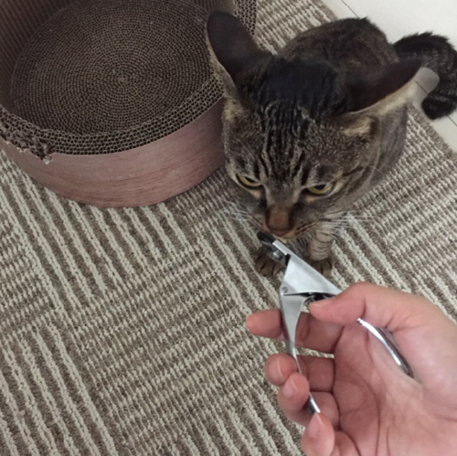 キャプチャ
