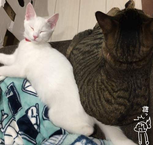 キャプチャ