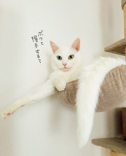 キャプチャ
