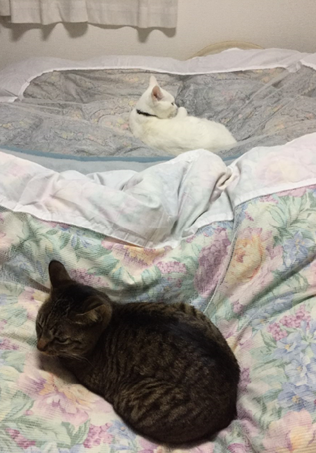 キャプチャ