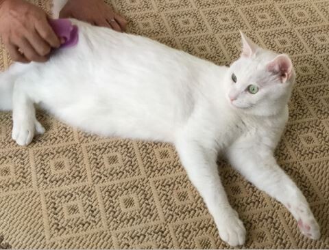 キャプチャ